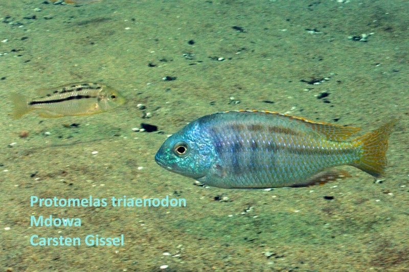 Protomelas triaenodon 'Mdowa'